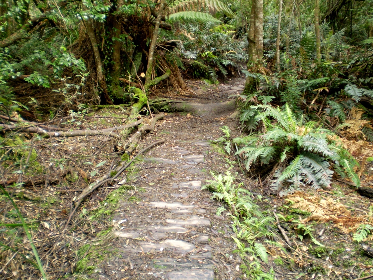 Path to South Cape Rivulet Tasmania