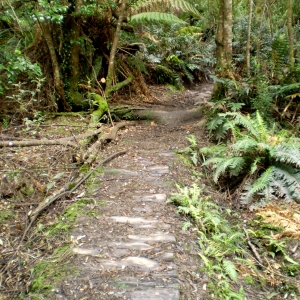 Path to South Cape Rivulet Tasmania